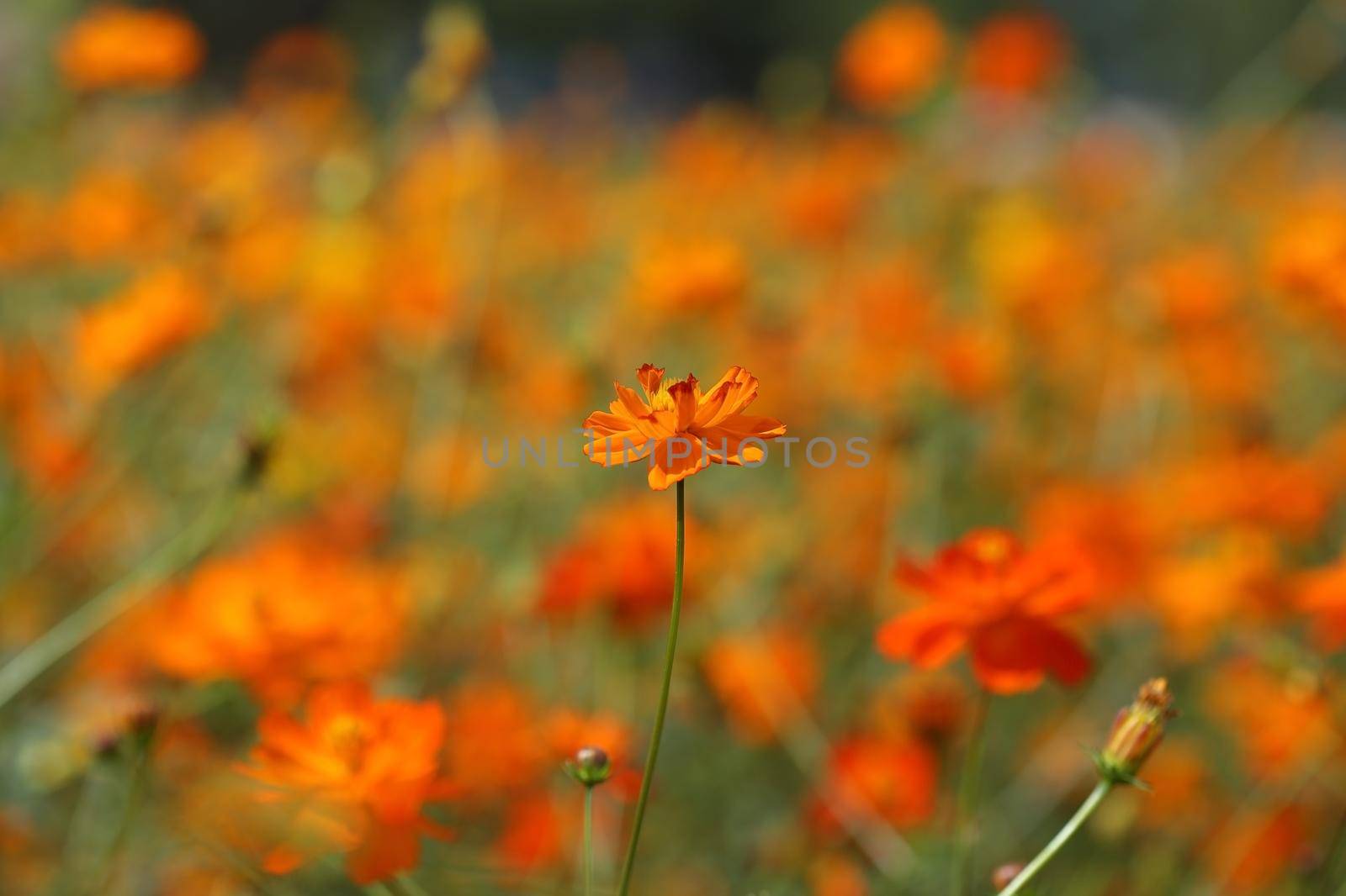 beautiful orange cosmos flower in the garden