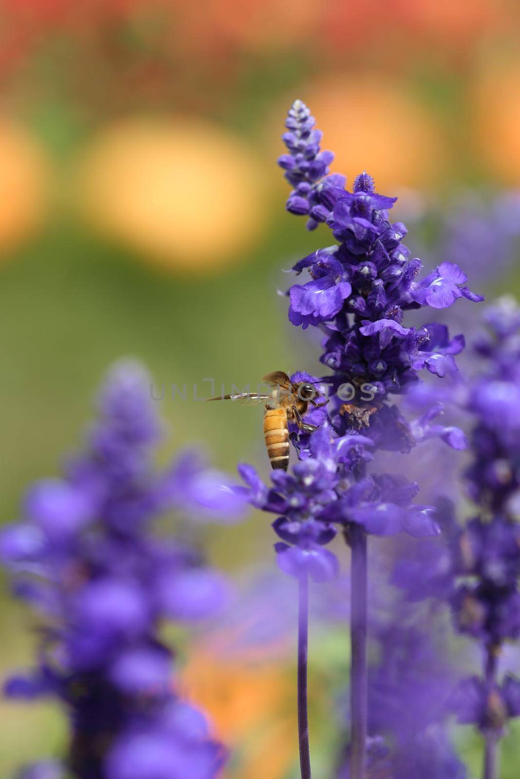 Lavender flower with bee by geargodz