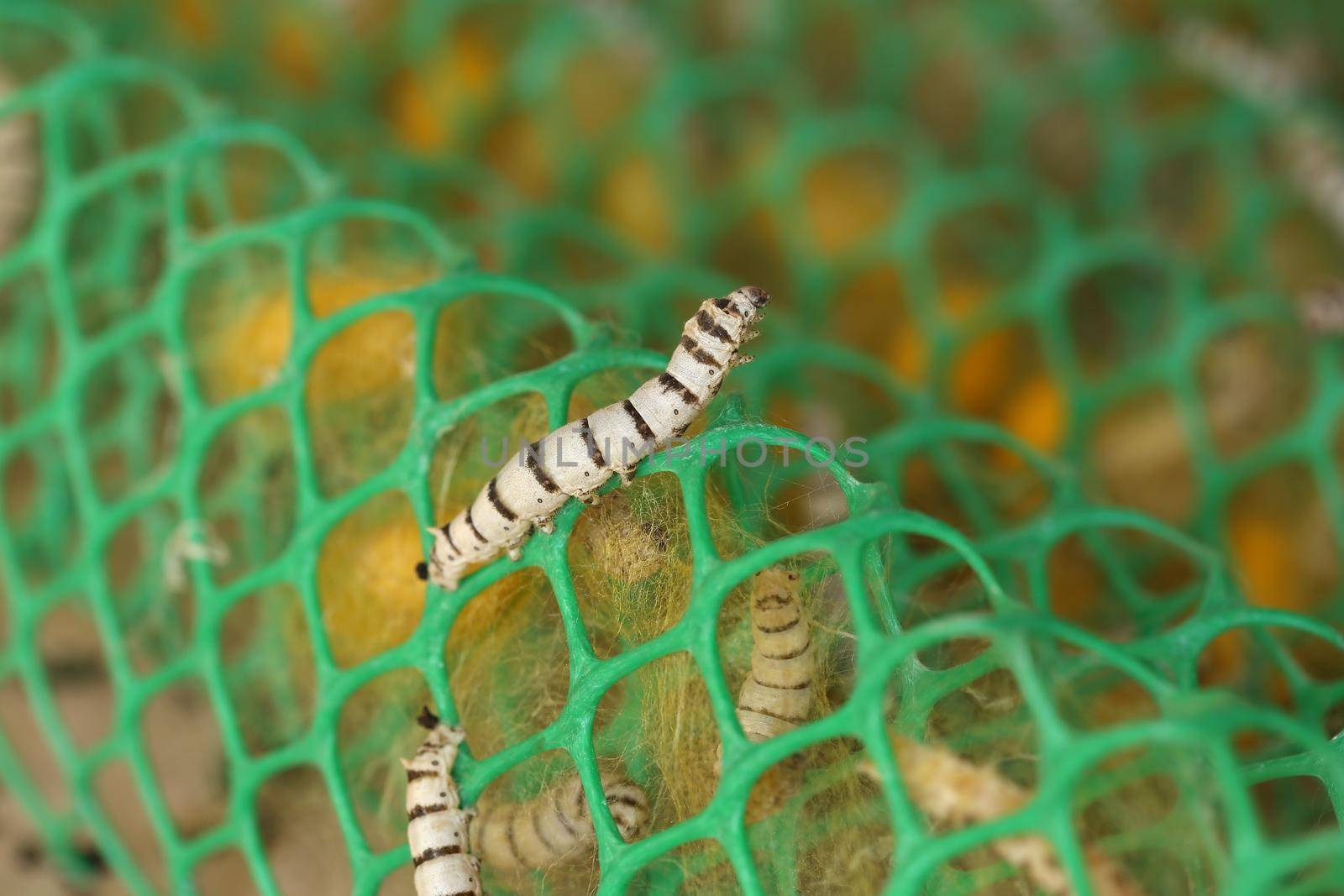 close up of silkworm in the farm