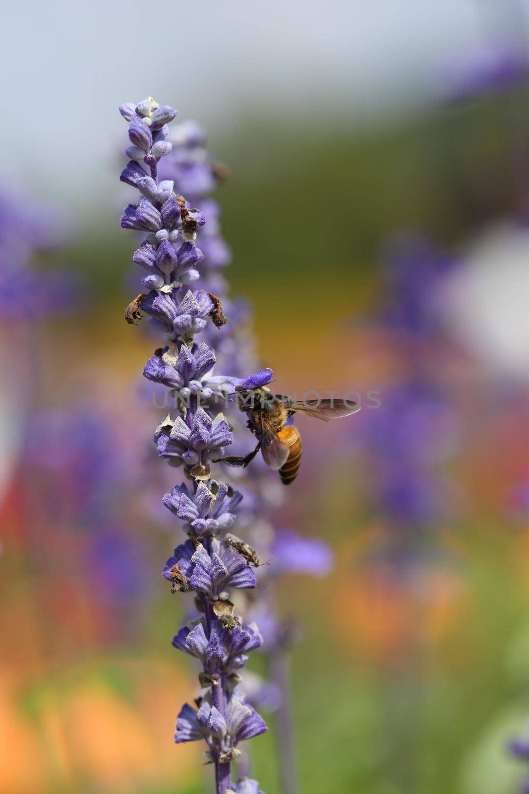 Lavender flower with bee in the garden