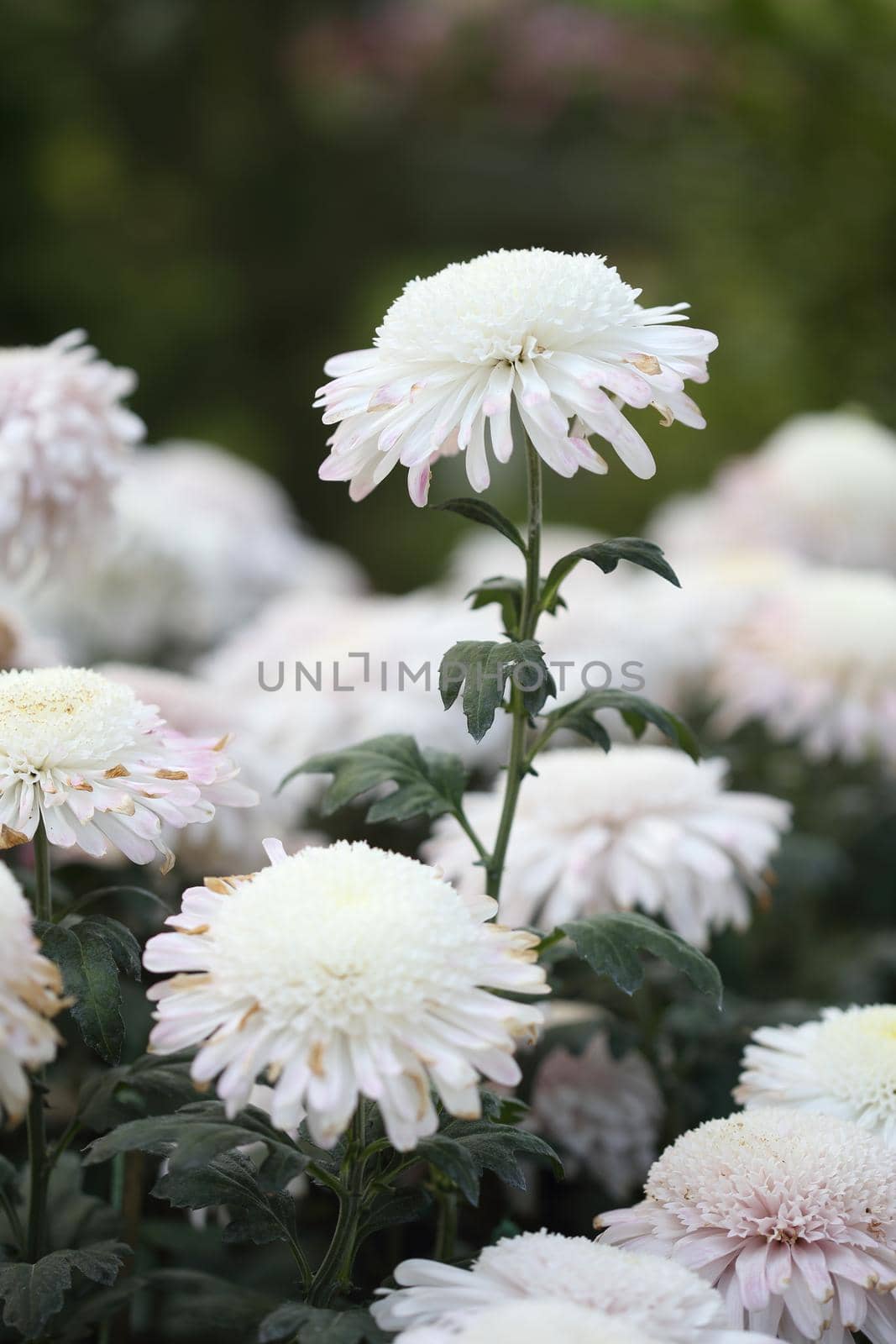 beautiful chrysanthemums flowers in the garden by geargodz