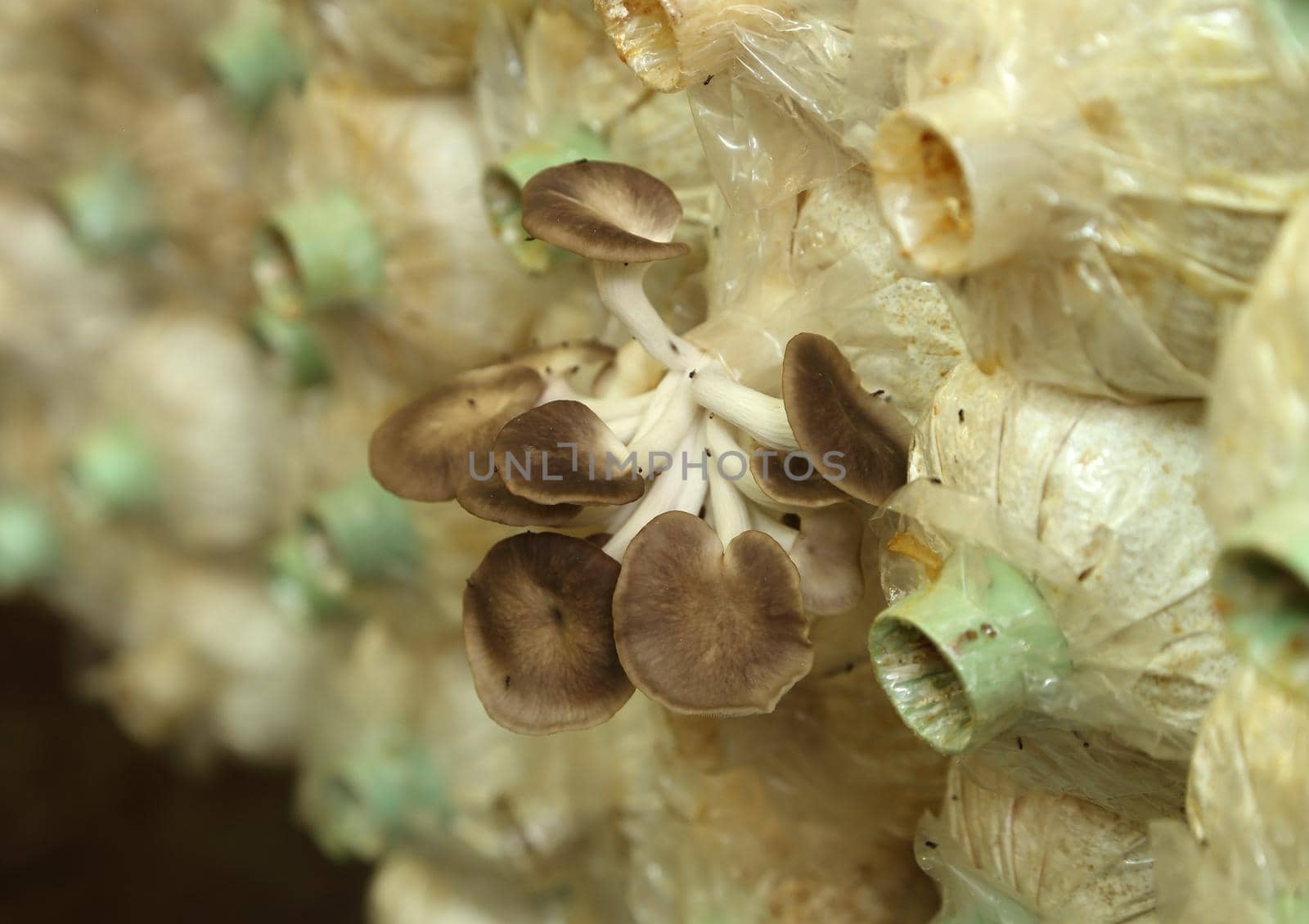 Sarjor-caju Mushroom (Pleurotus sajor-caju) growing in a farm