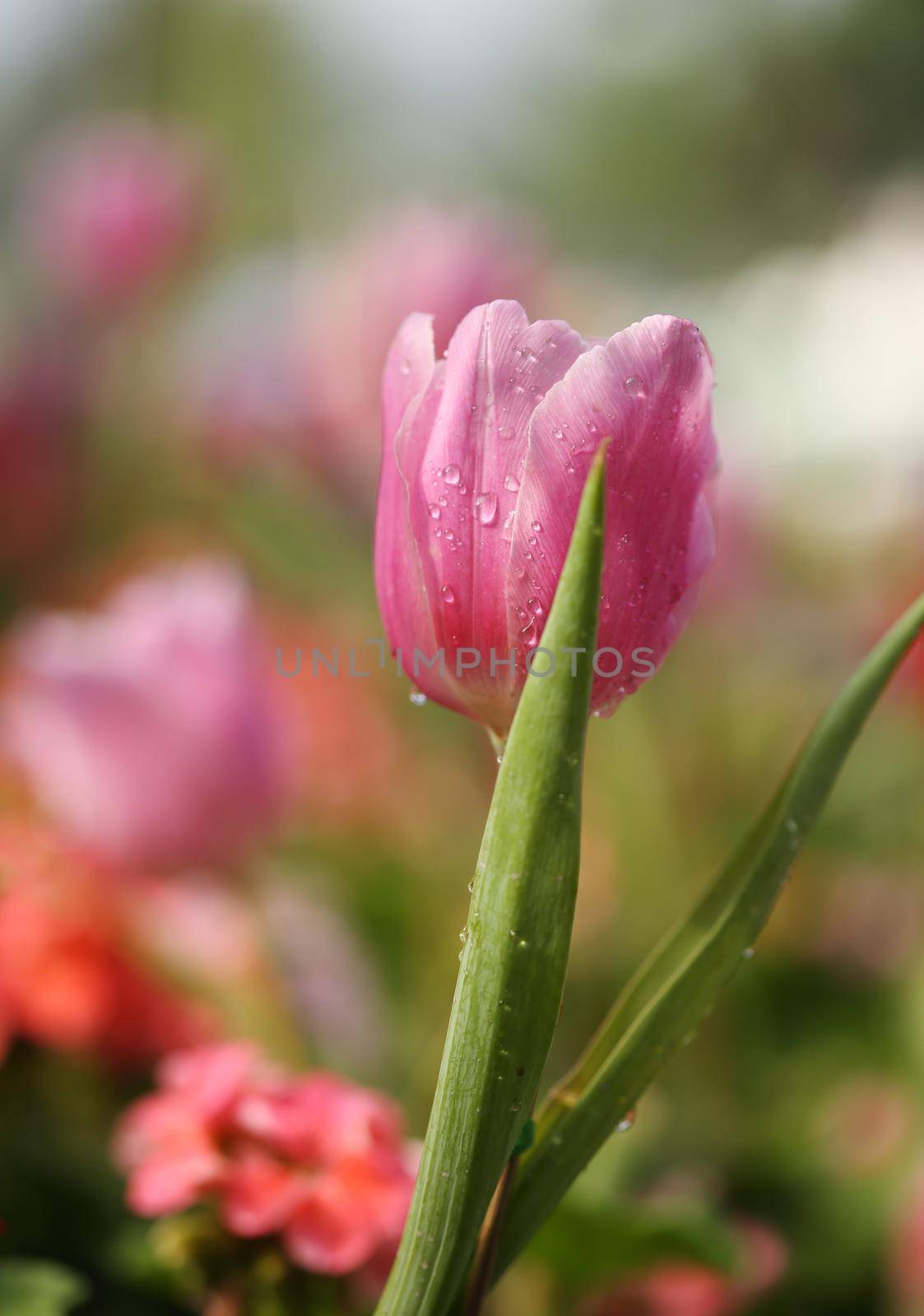 beautiful pink tulip blooming in the garden