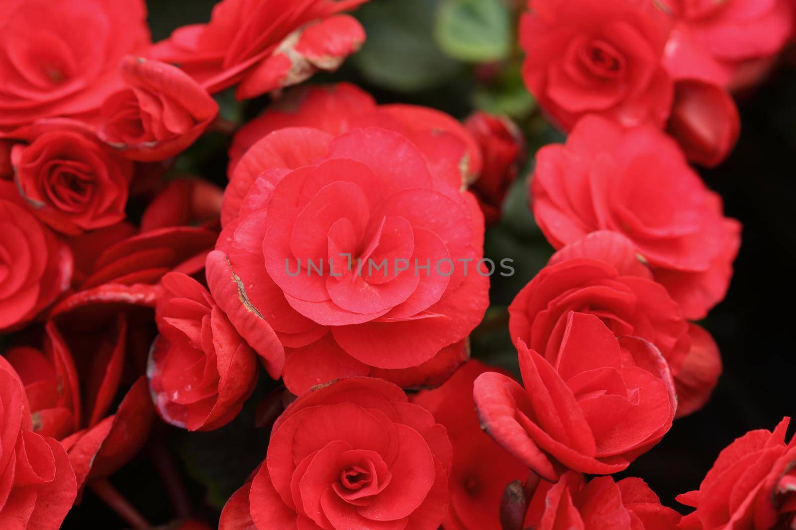 red begonia flower blooming in the garden