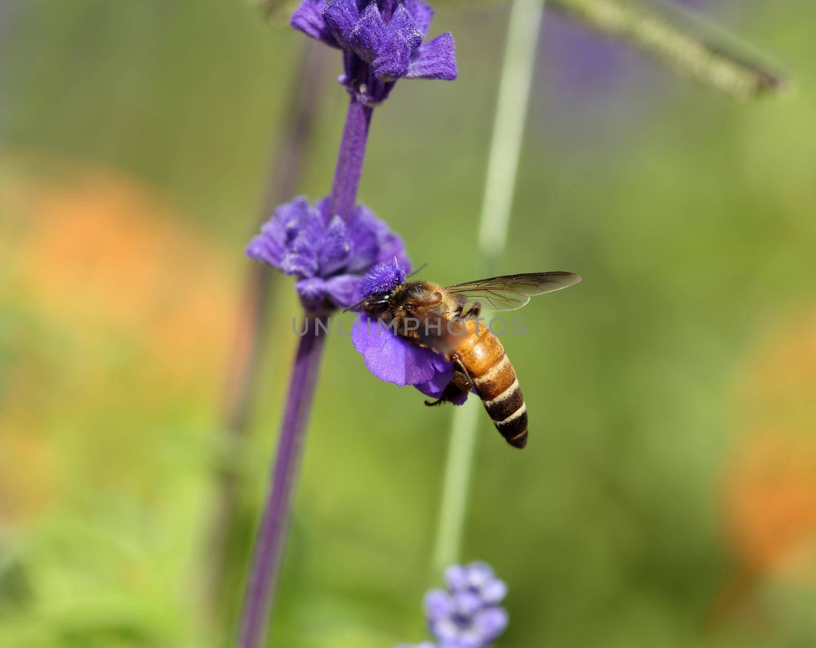 Lavender flower with bee in the garden