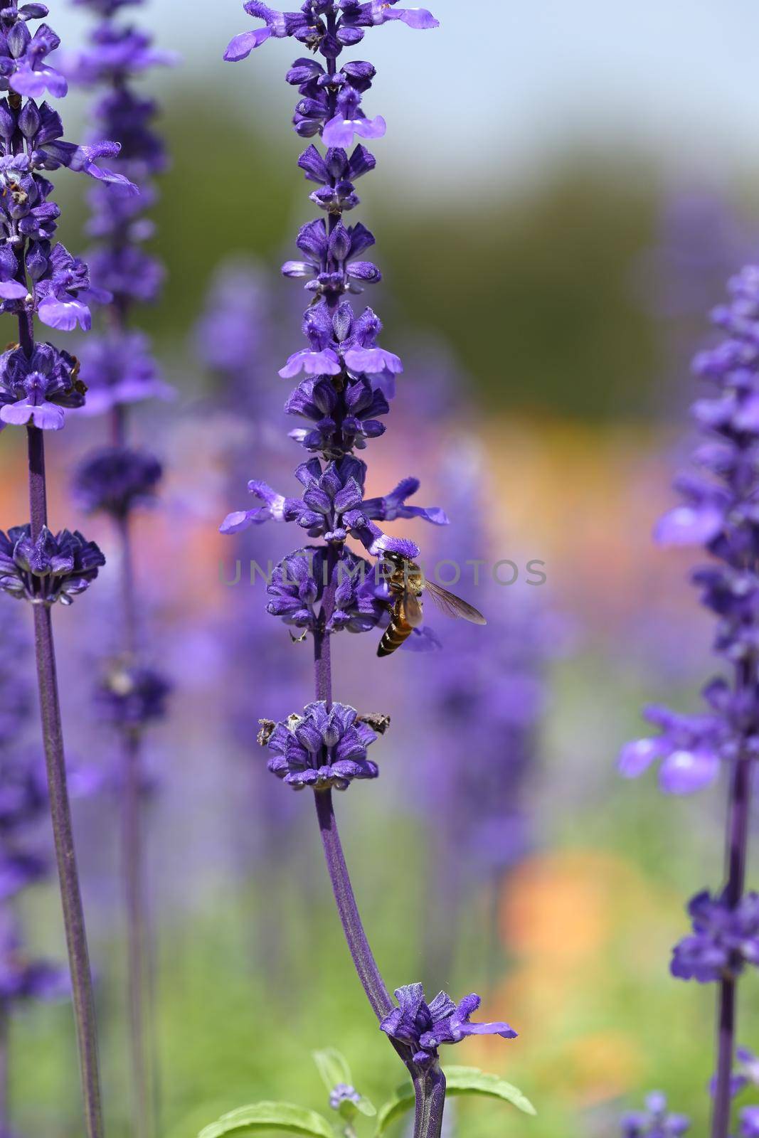 Lavender flower with bee in the garden