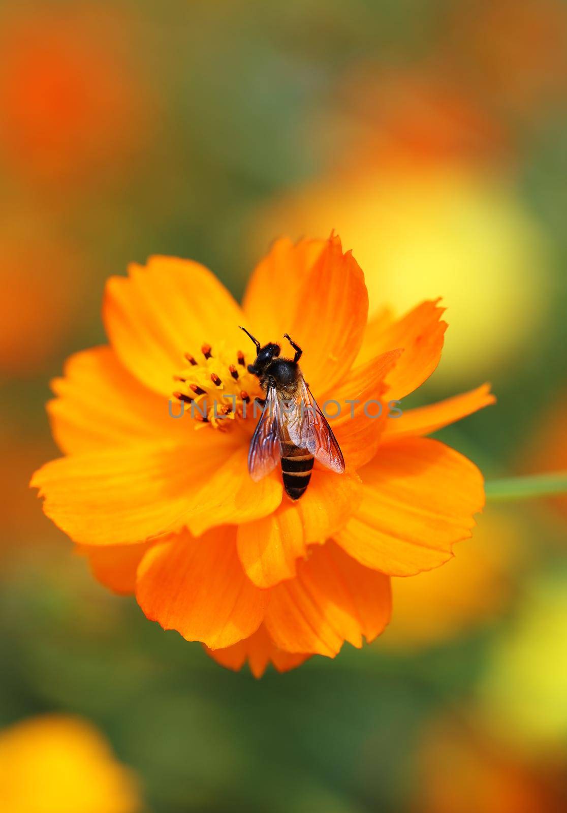 orange cosmos flower with bee in the garden