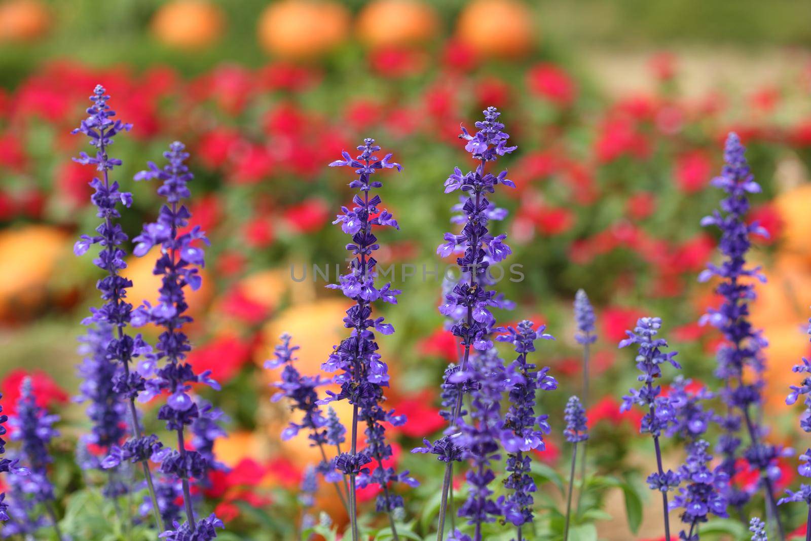 Lavender Flower in the garden