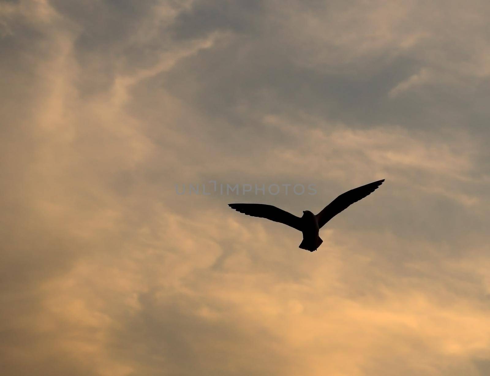 Seagull with sunset at Bang Pu beach by geargodz