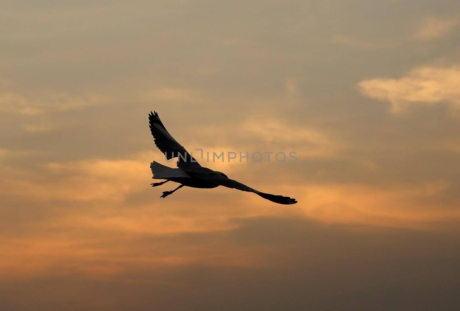 Seagull with sunset at Bang Pu beach by geargodz