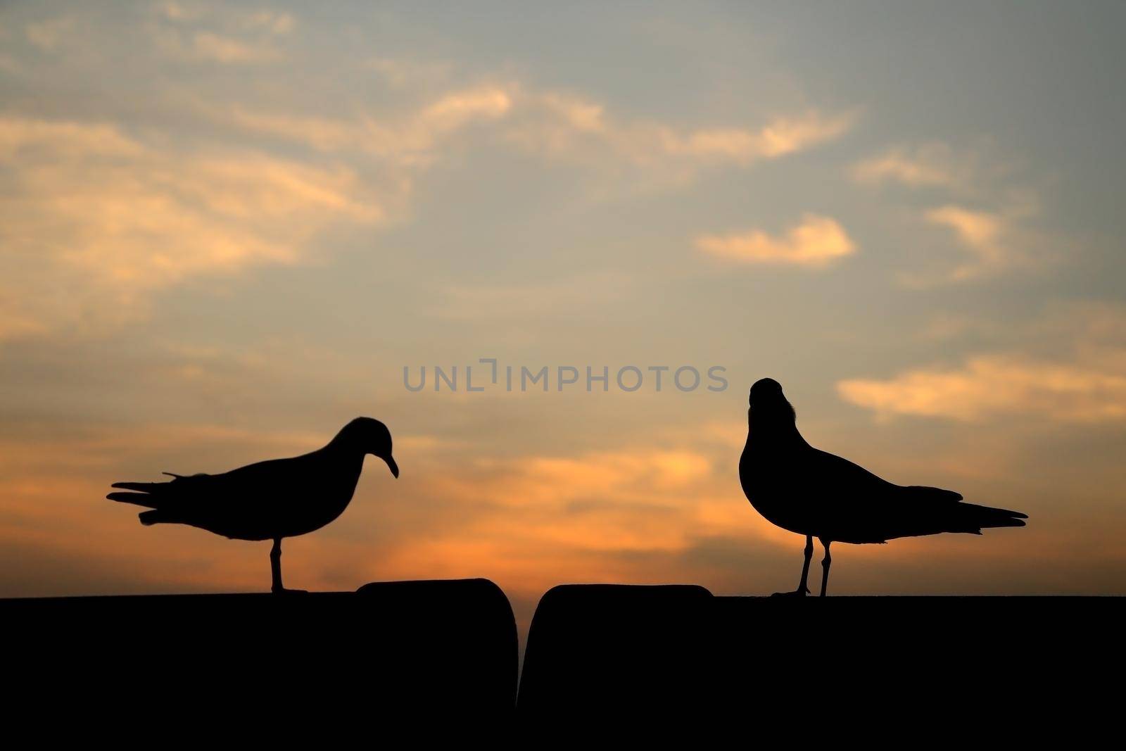 Seagull with sunset at Bang Pu beach, Thailand