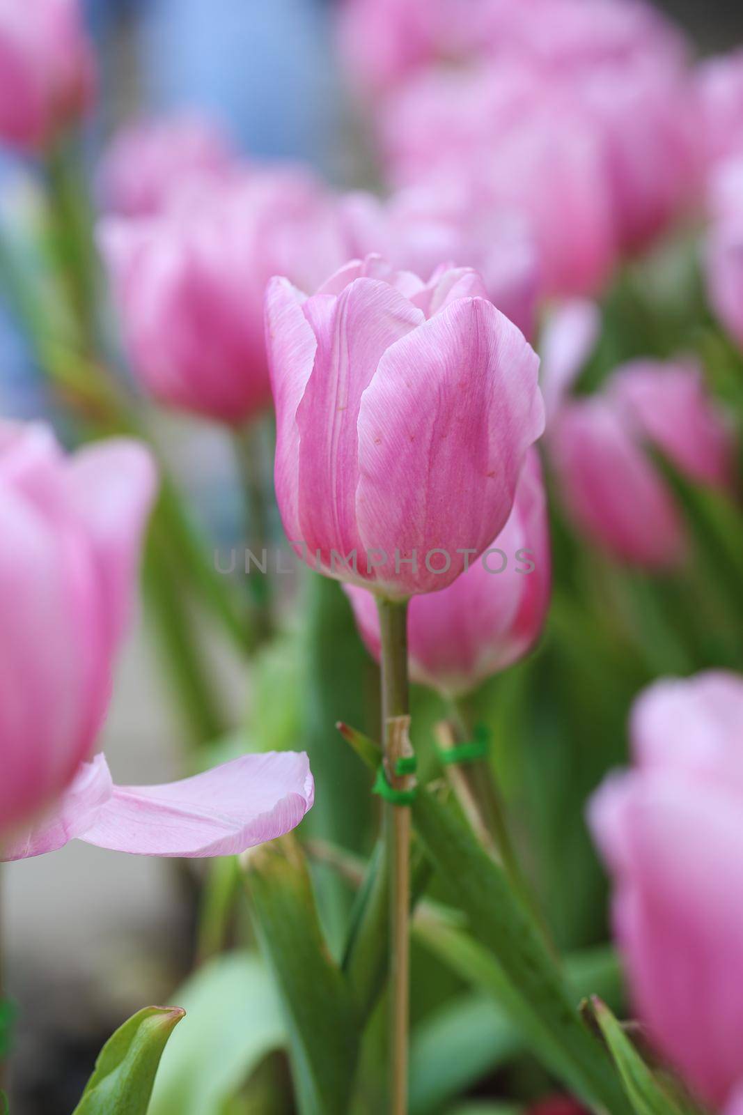 beautiful pink tulip by geargodz