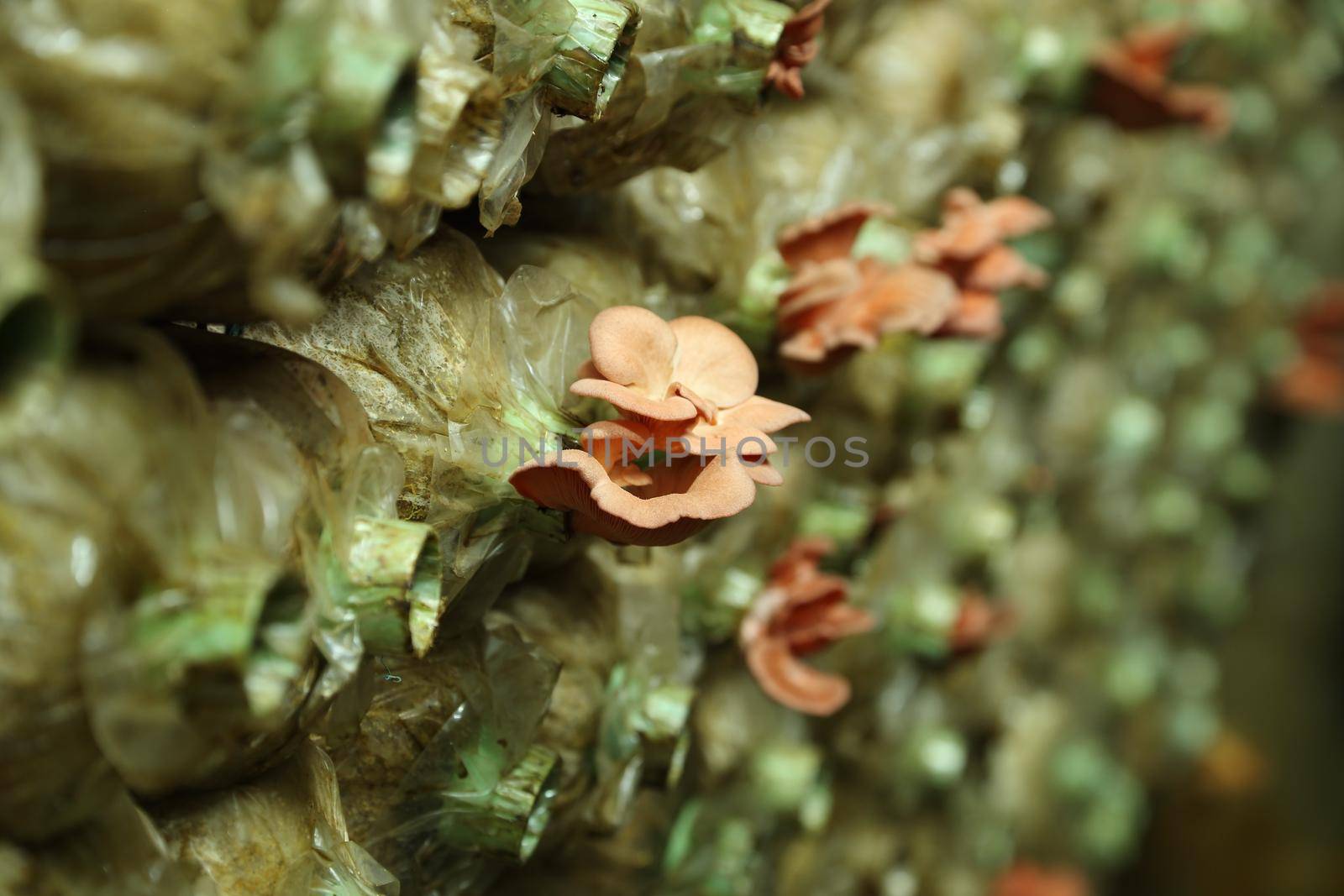 Pink oyster mushroom (Pleurotus djamor) on spawn bags growing in a farm