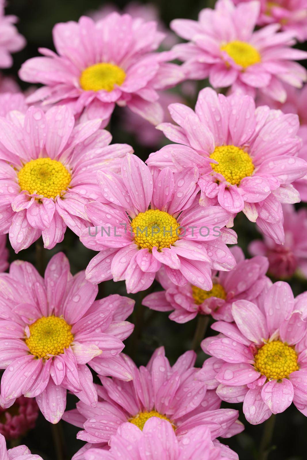 beautiful Chrysanthemum flower blooming in the garden