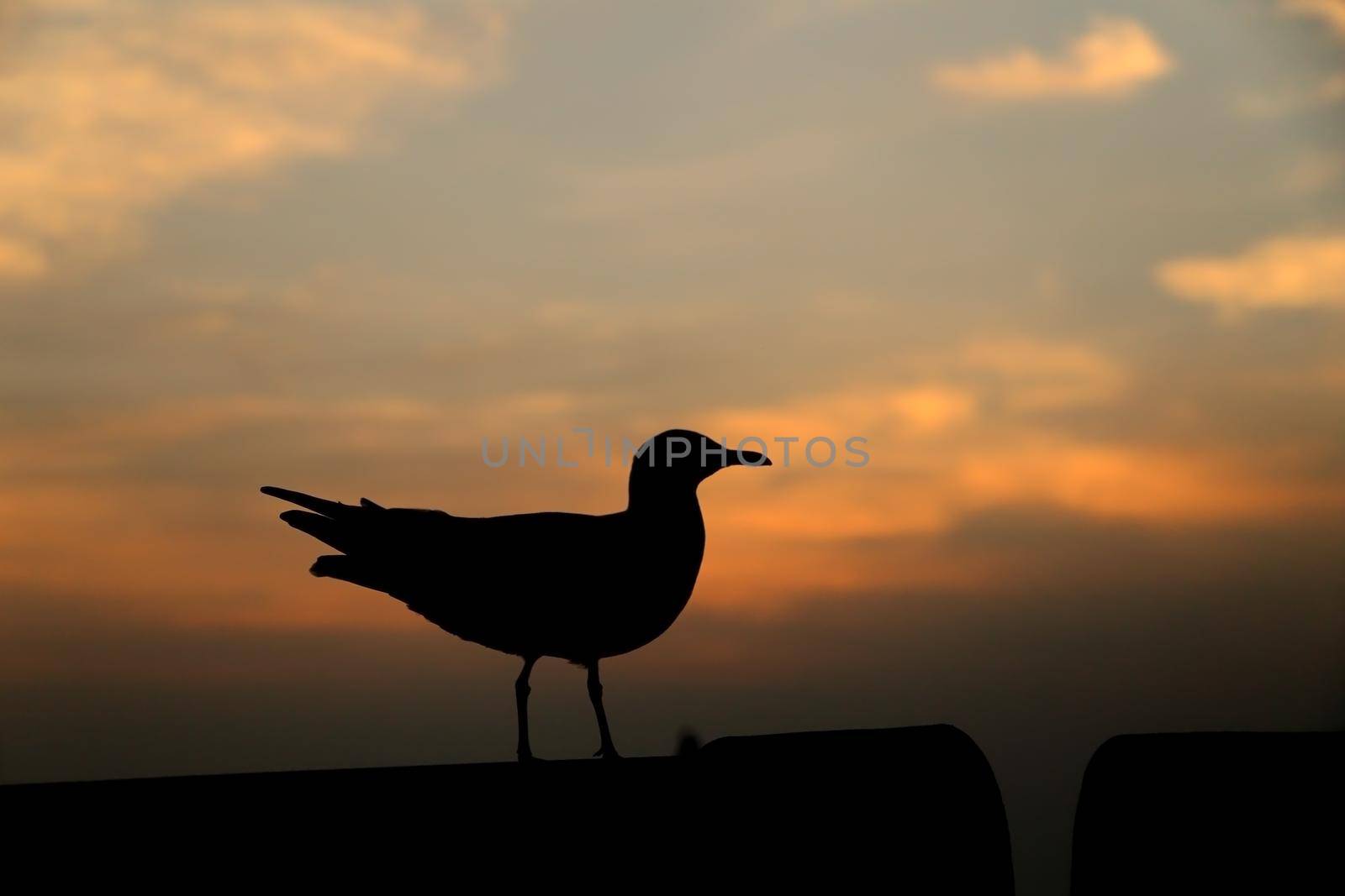 Seagull with sunset at Bang Pu beach, Thailand