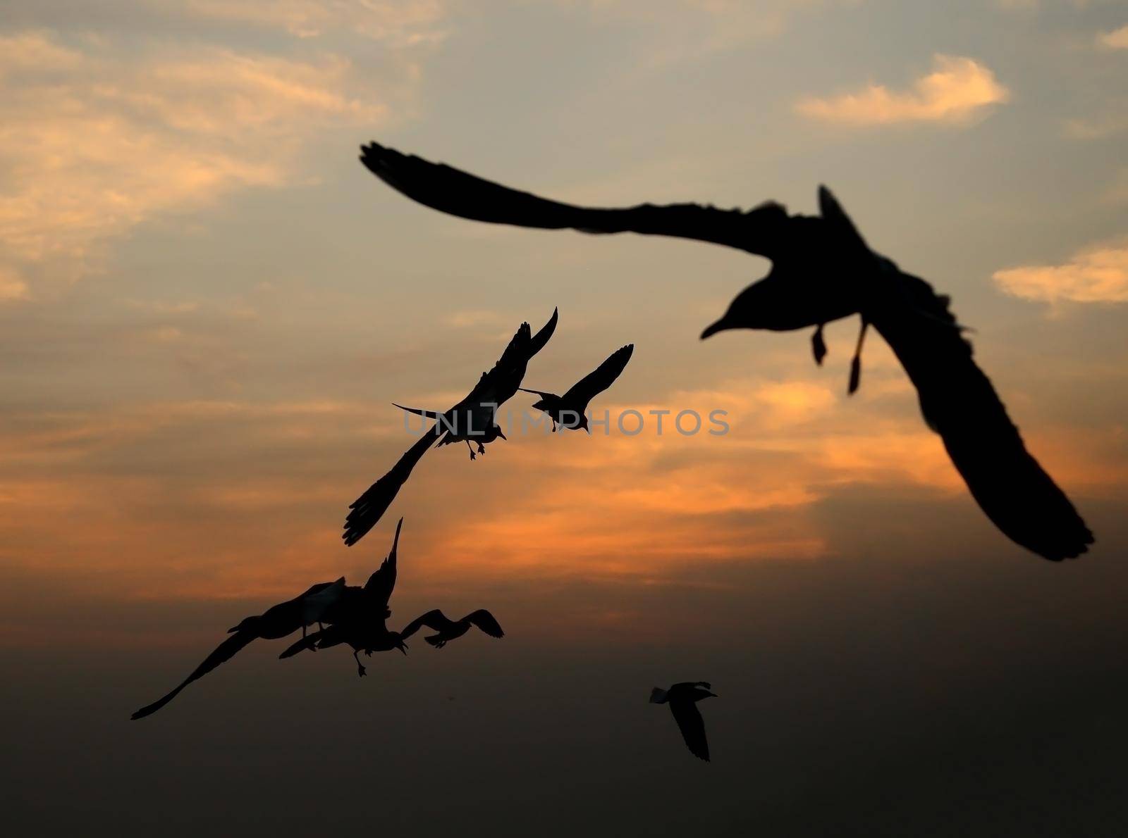 Seagull with sunset at Bang Pu beach, Thailand