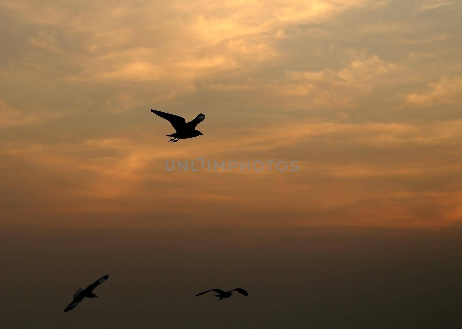 Seagull with sunset at Bang Pu beach, Thailand