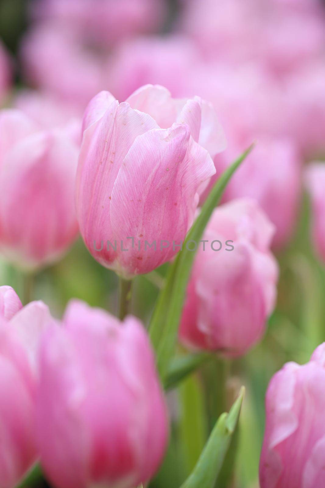 beautiful pink tulip blooming in the garden