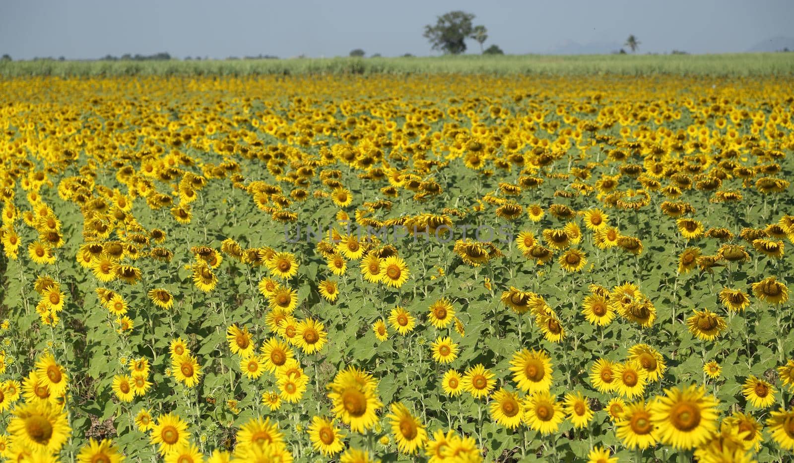 sunflower in field with the blue sky