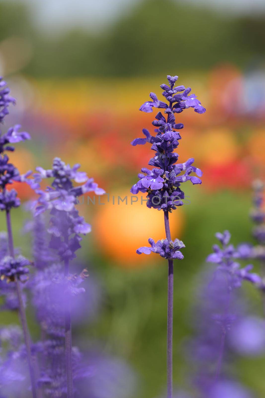 Lavender Flower  by geargodz