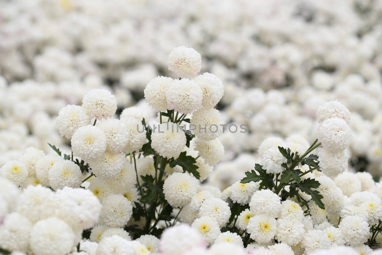 beautiful Chrysanthemum flower blooming in the garden