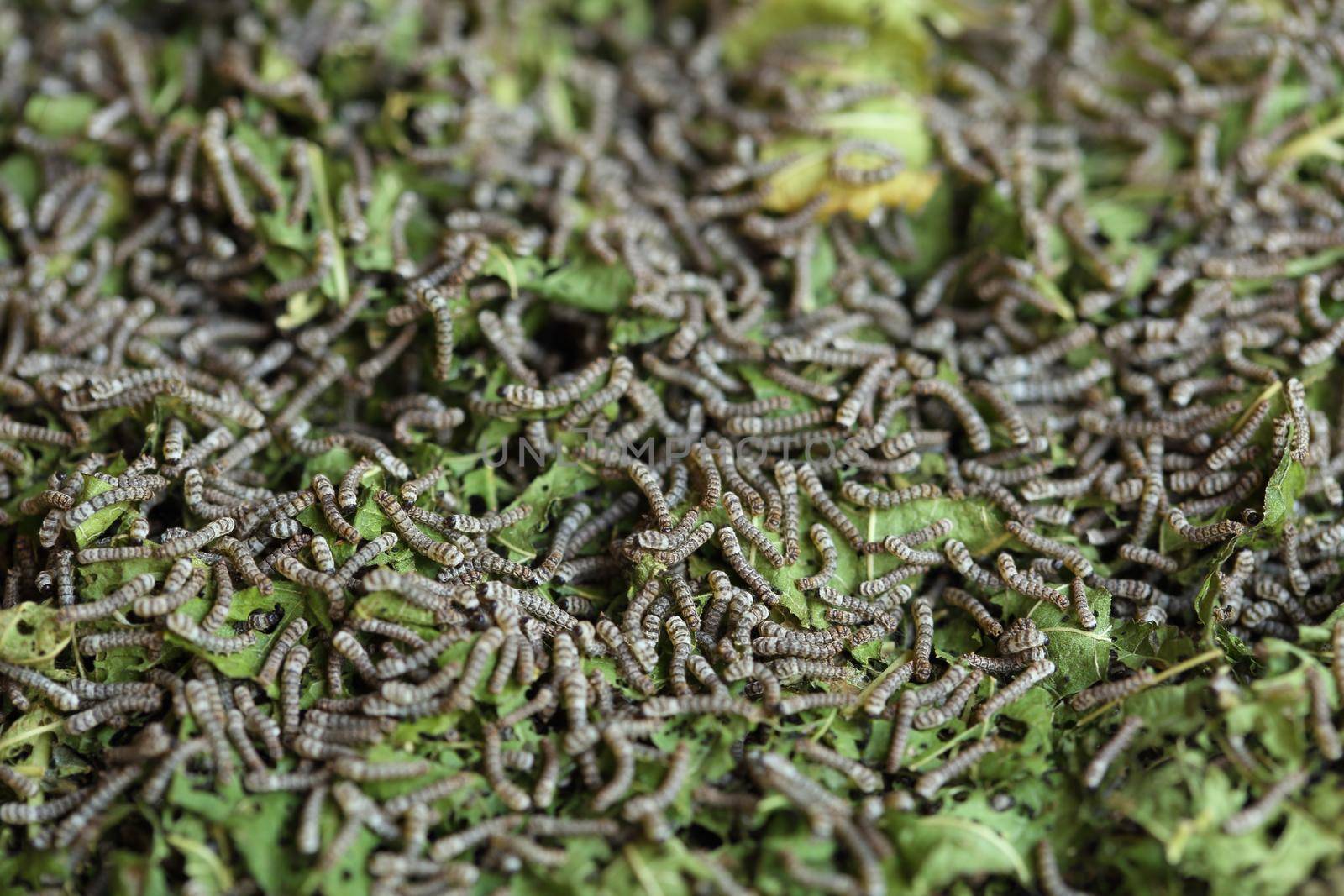 silkworms with mulberry leaves on the woven basket