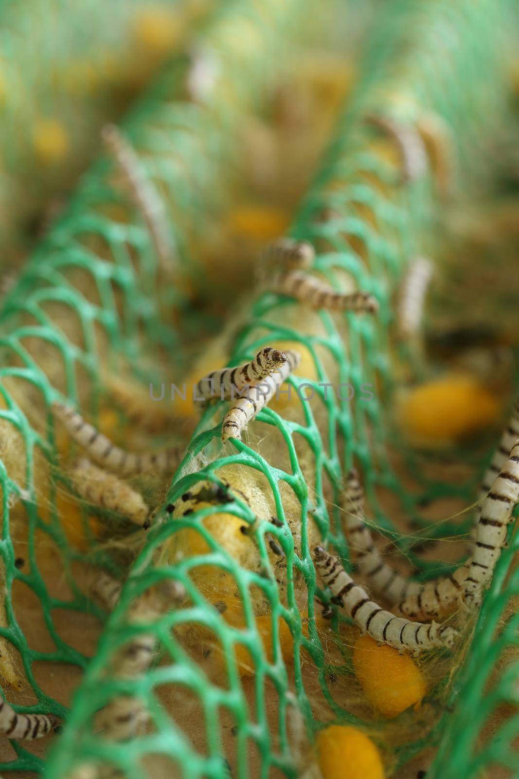 close up of silkworm in the farm
