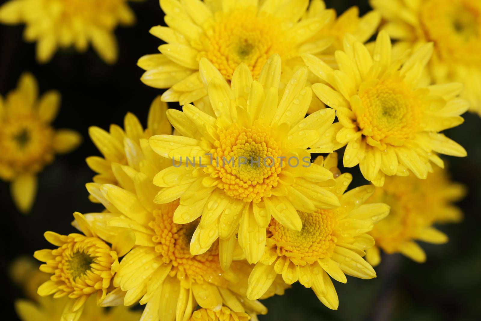 beautiful Chrysanthemum flower blooming in the garden