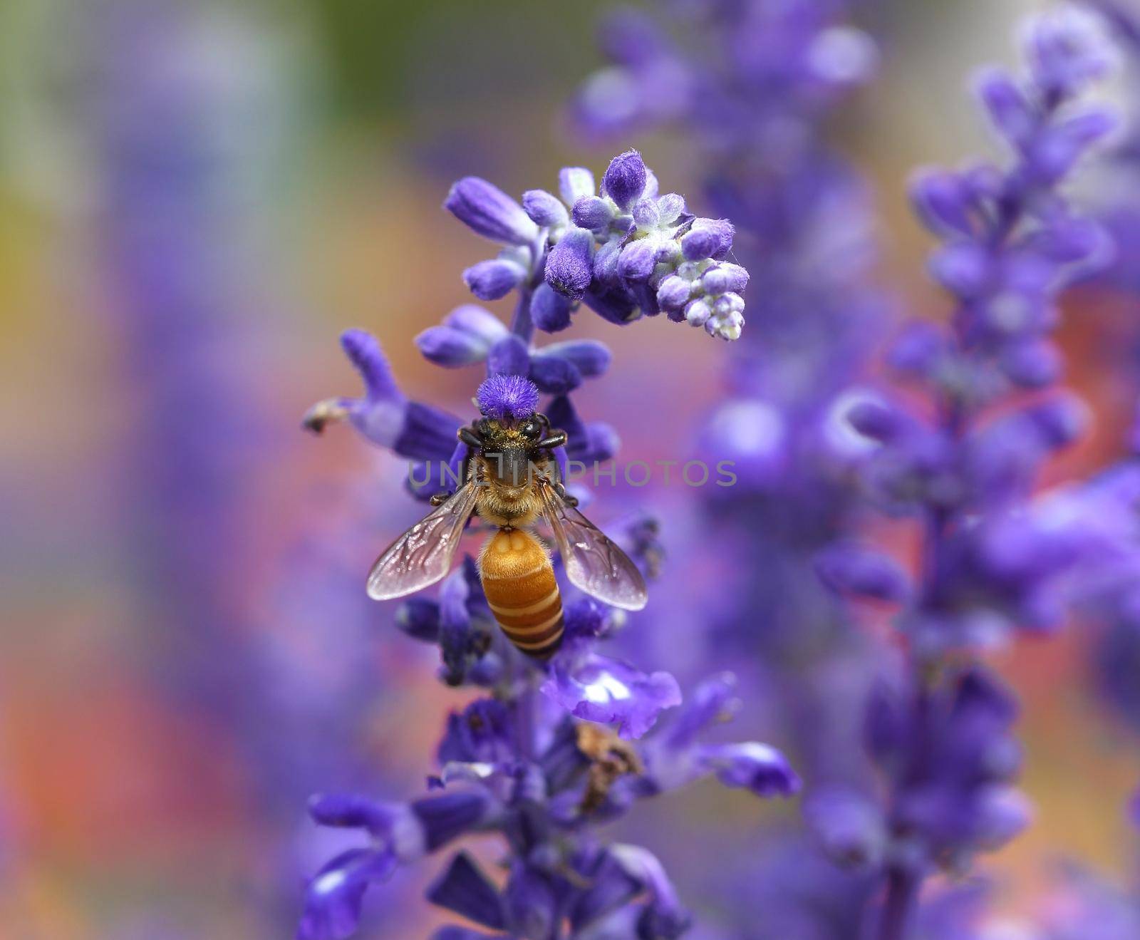 Lavender flower with bee in the garden