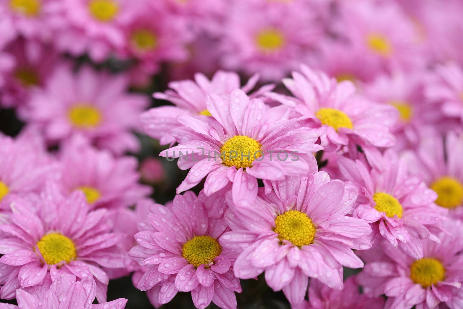 beautiful Chrysanthemum flower blooming in the garden