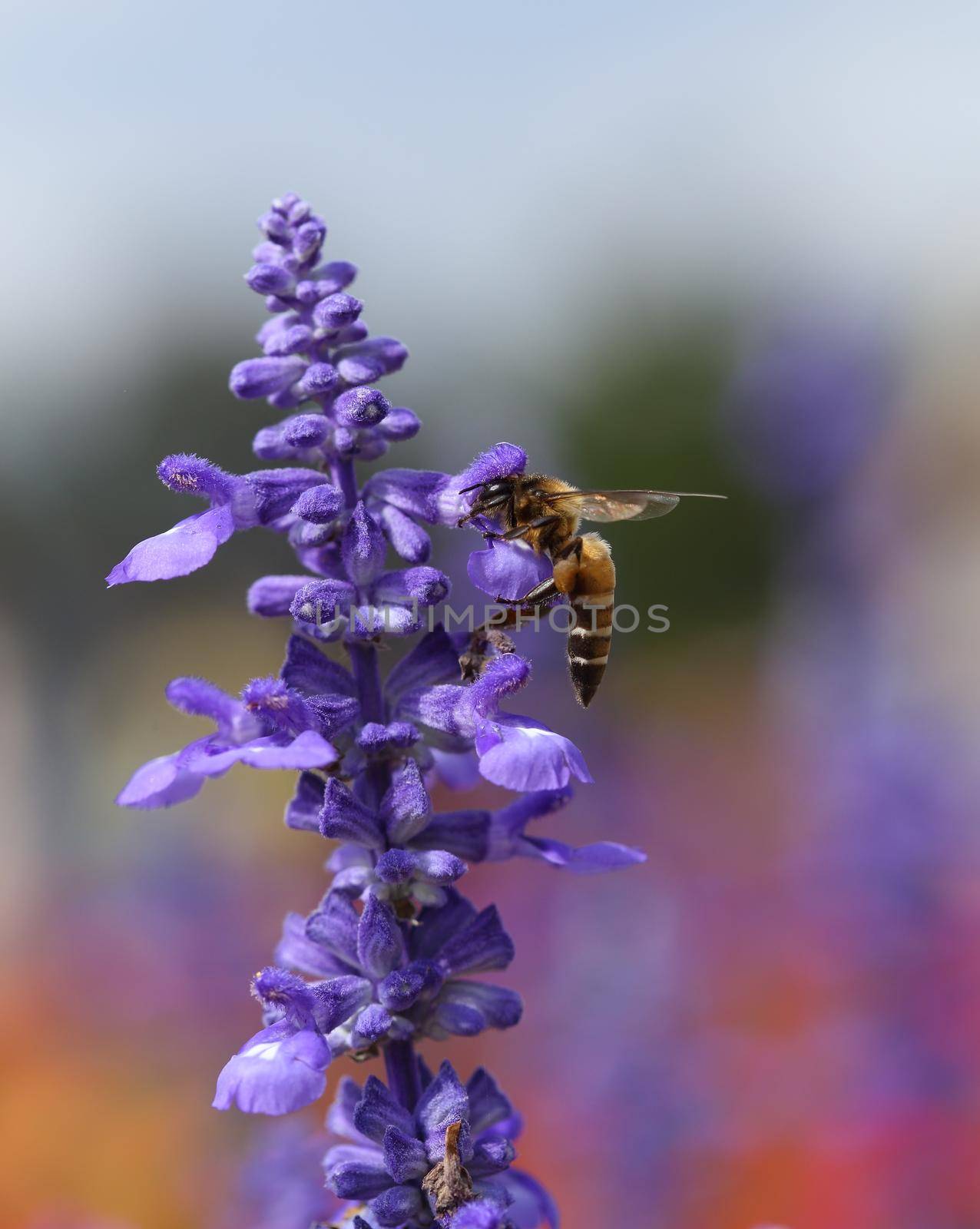 Lavender flower with bee in the garden