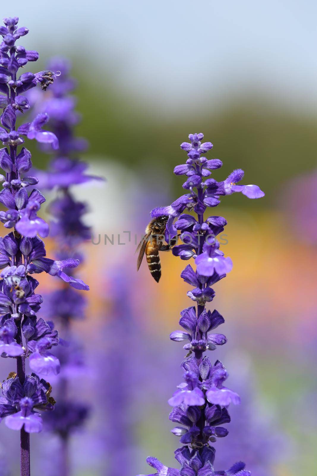 Lavender flower with bee in the garden