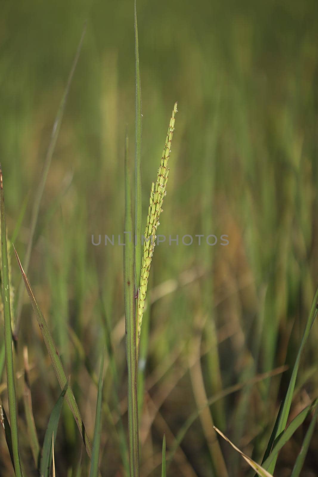 close up of Rice spike  by geargodz