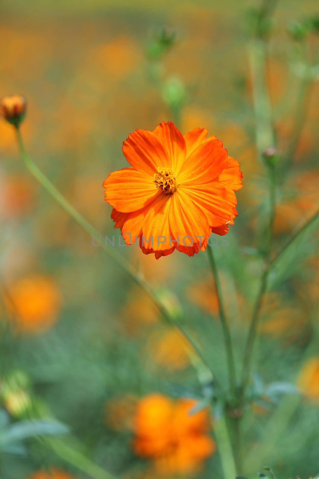 beautiful orange cosmos flower in the garden