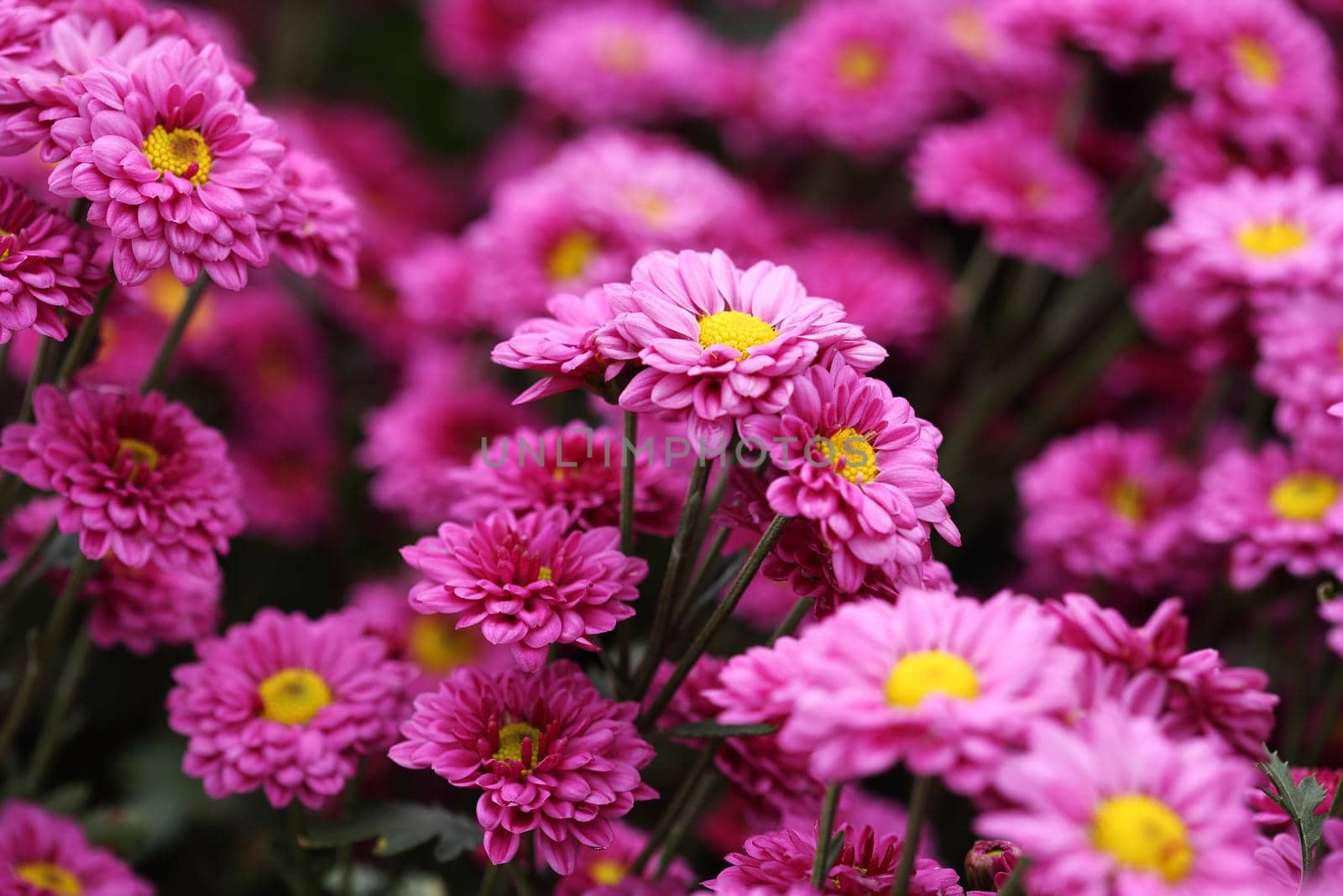 beautiful Chrysanthemum flower blooming in the garden