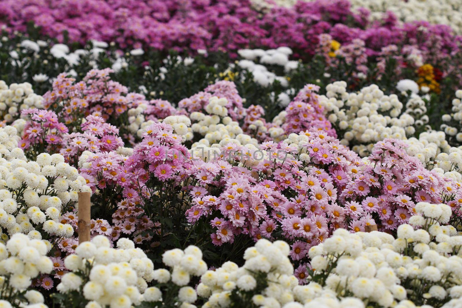 beautiful Chrysanthemum flower blooming in the garden