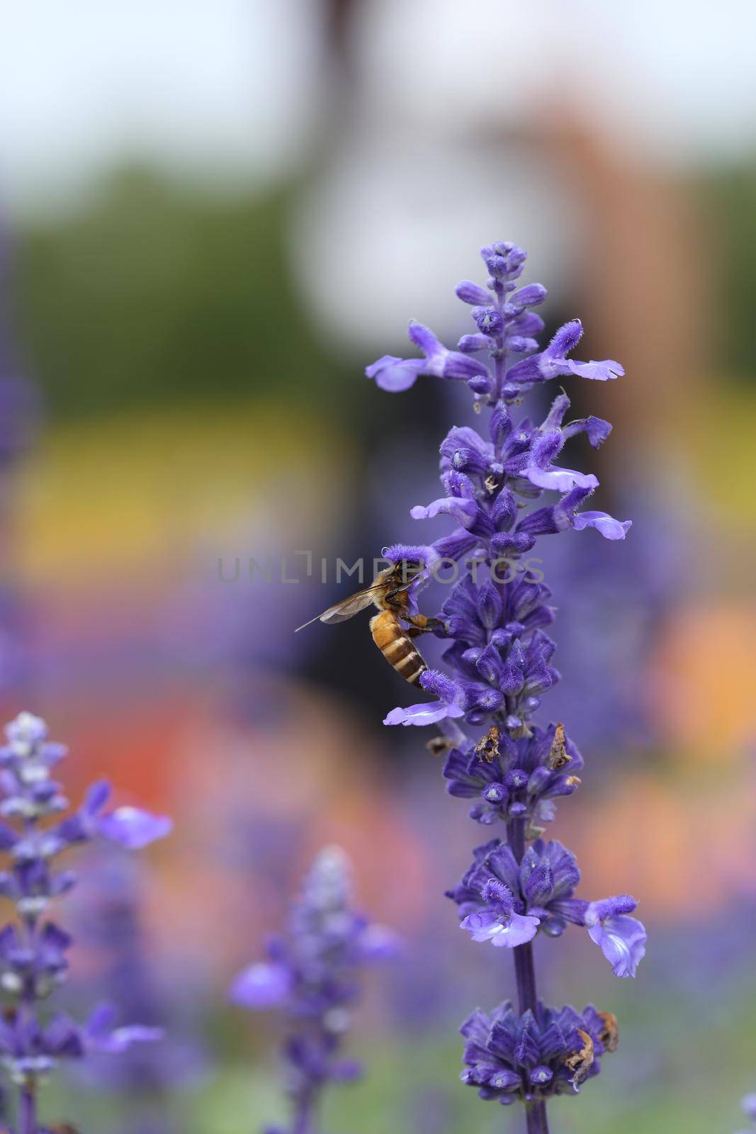 Lavender flower with bee in the garden