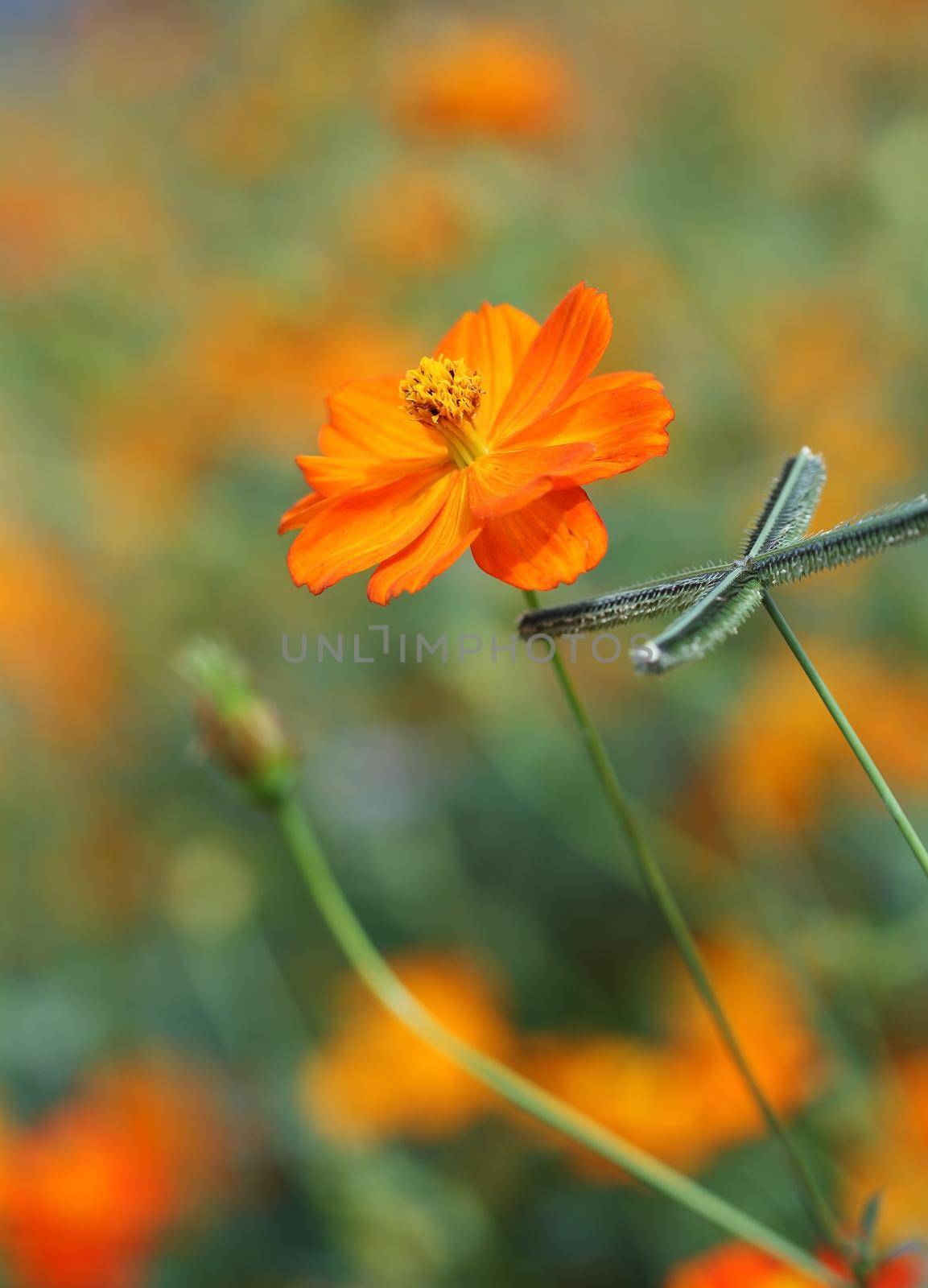 beautiful orange cosmos flower by geargodz