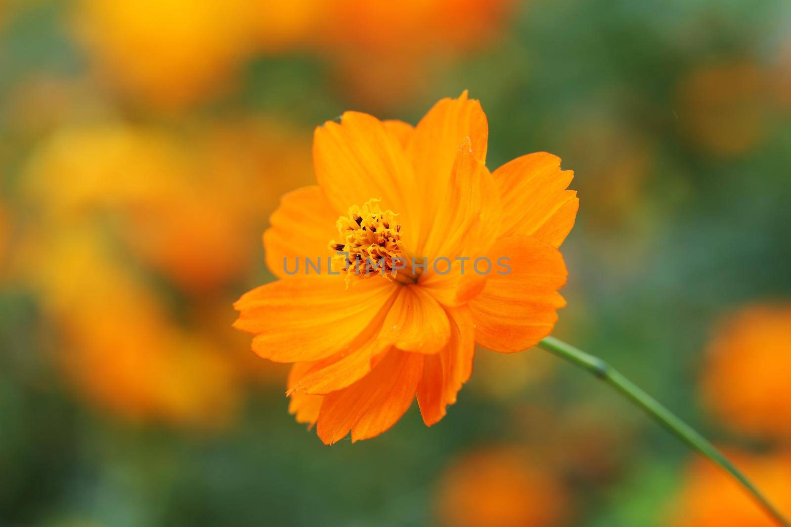 beautiful orange cosmos flower in the garden