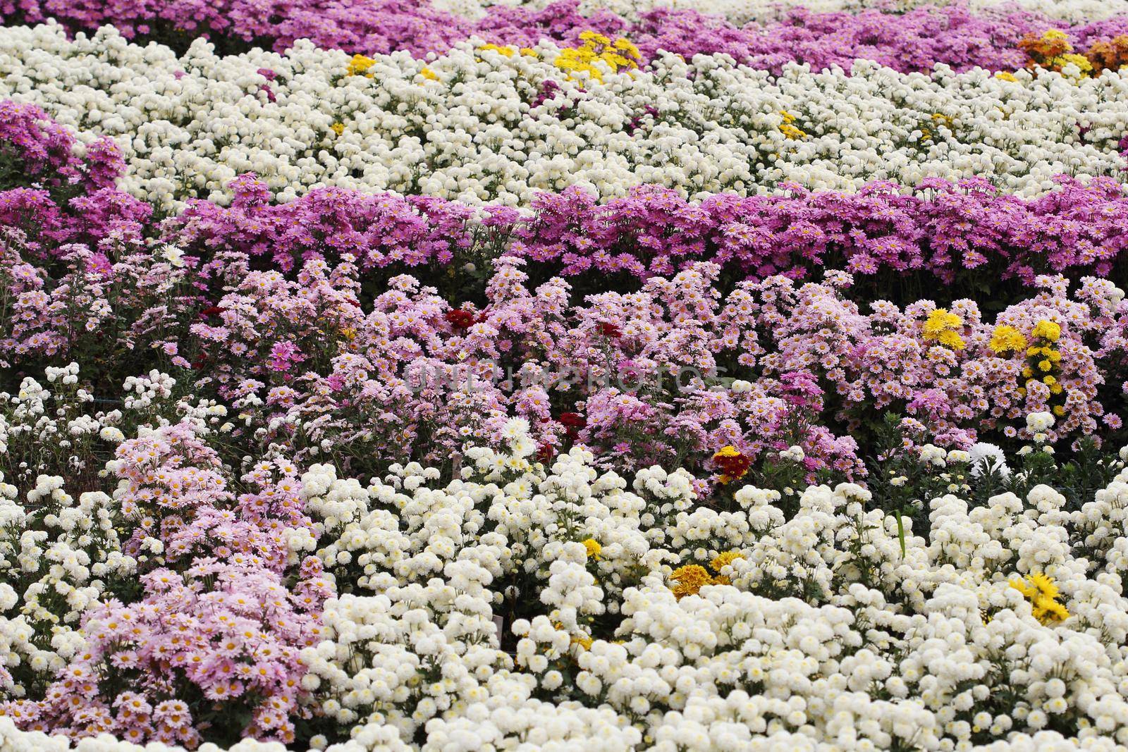 beautiful Chrysanthemum flower blooming in the garden