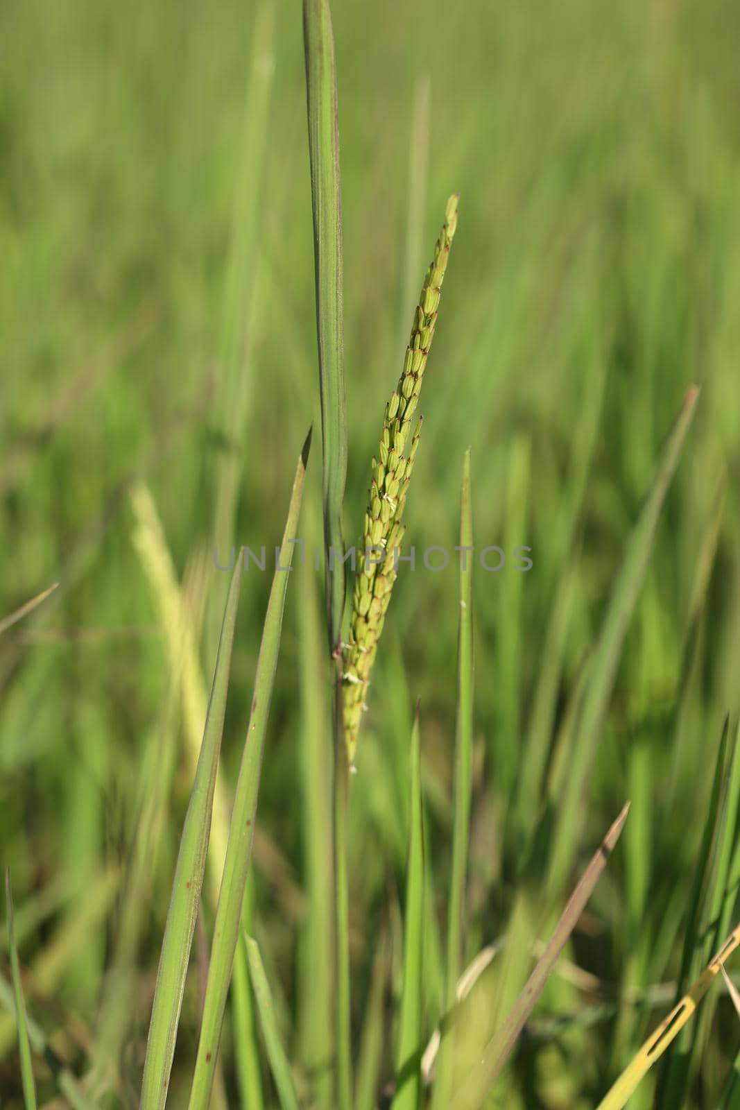 Rice spike in the paddy field by geargodz