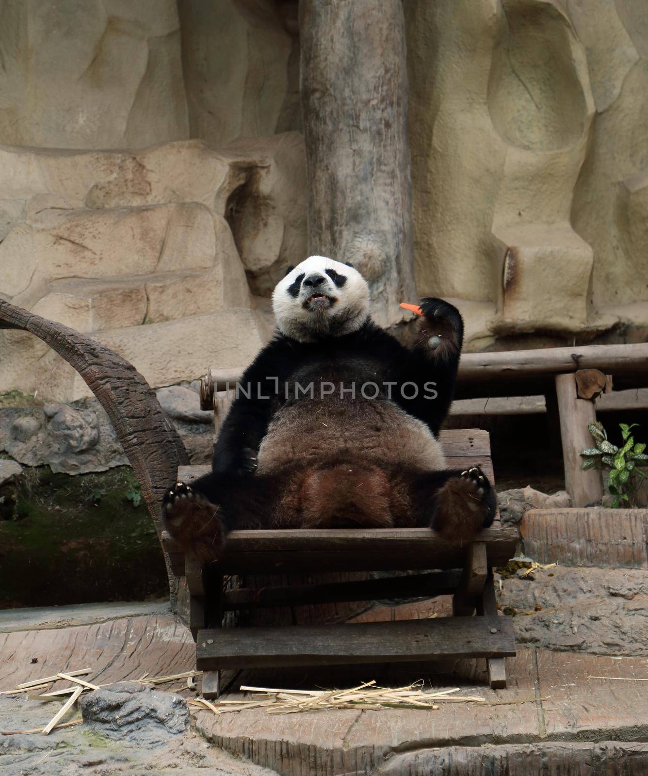 panda bear eating carrot by geargodz