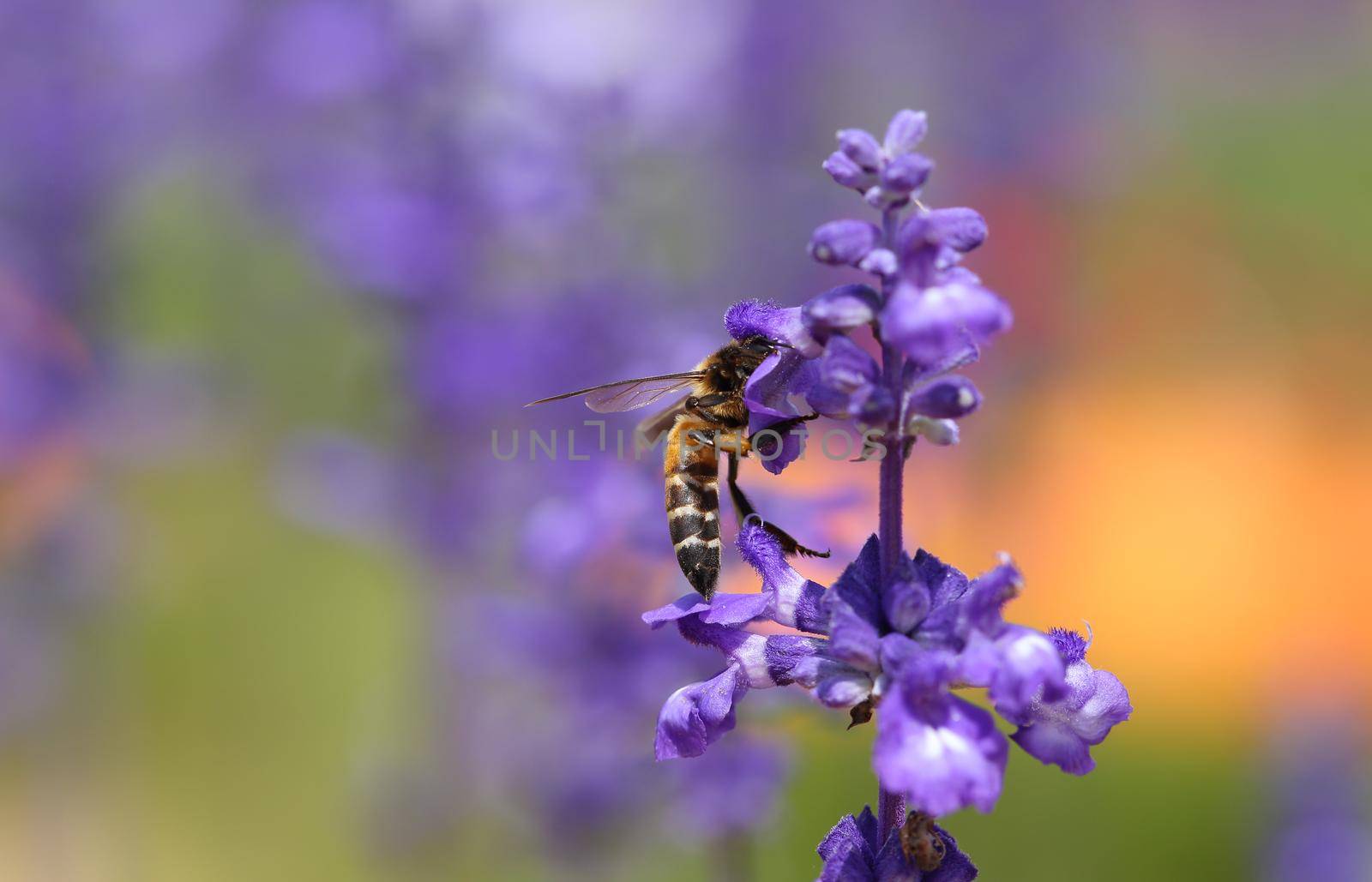 Lavender flower with bee in the garden