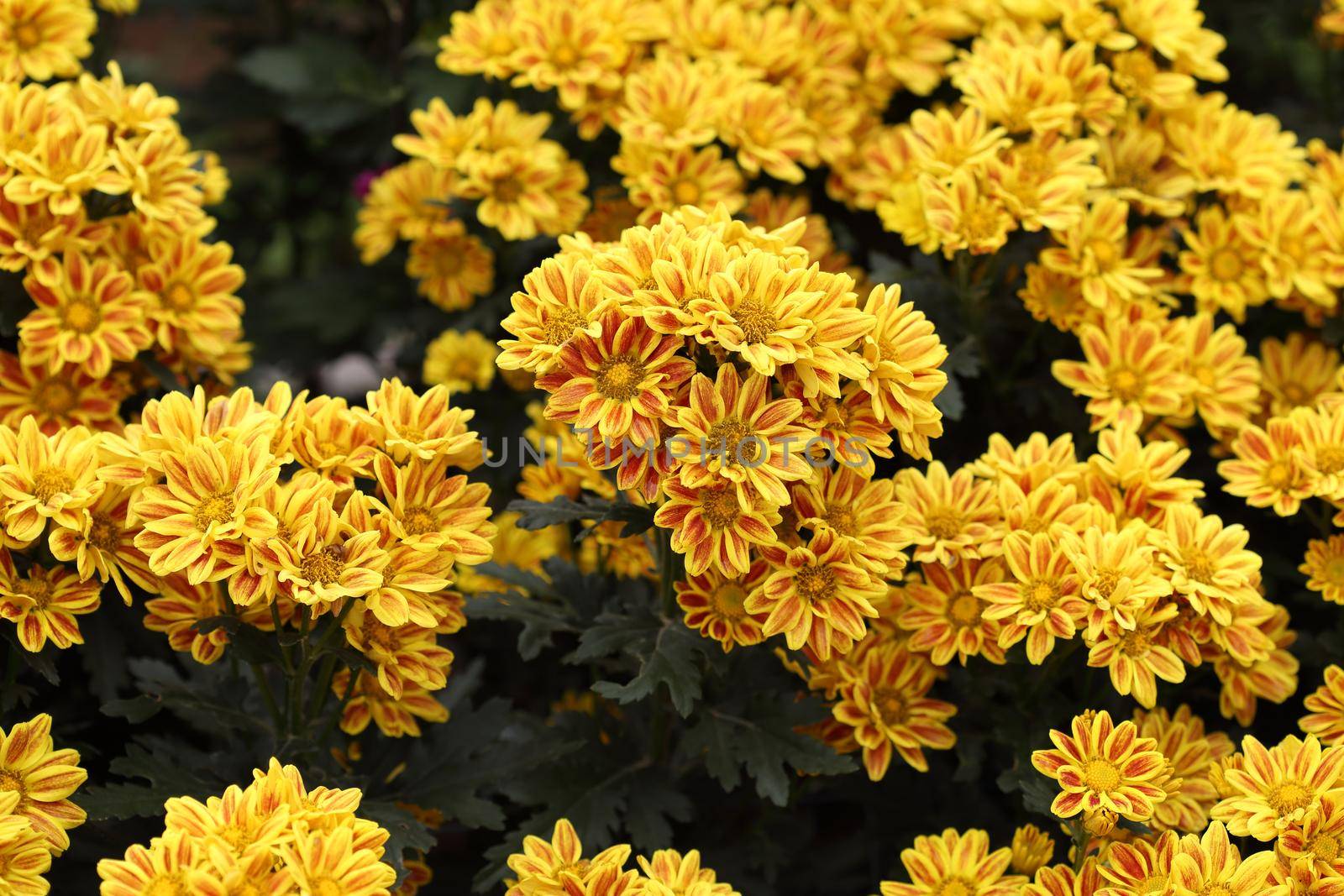 beautiful Chrysanthemum flower blooming by geargodz