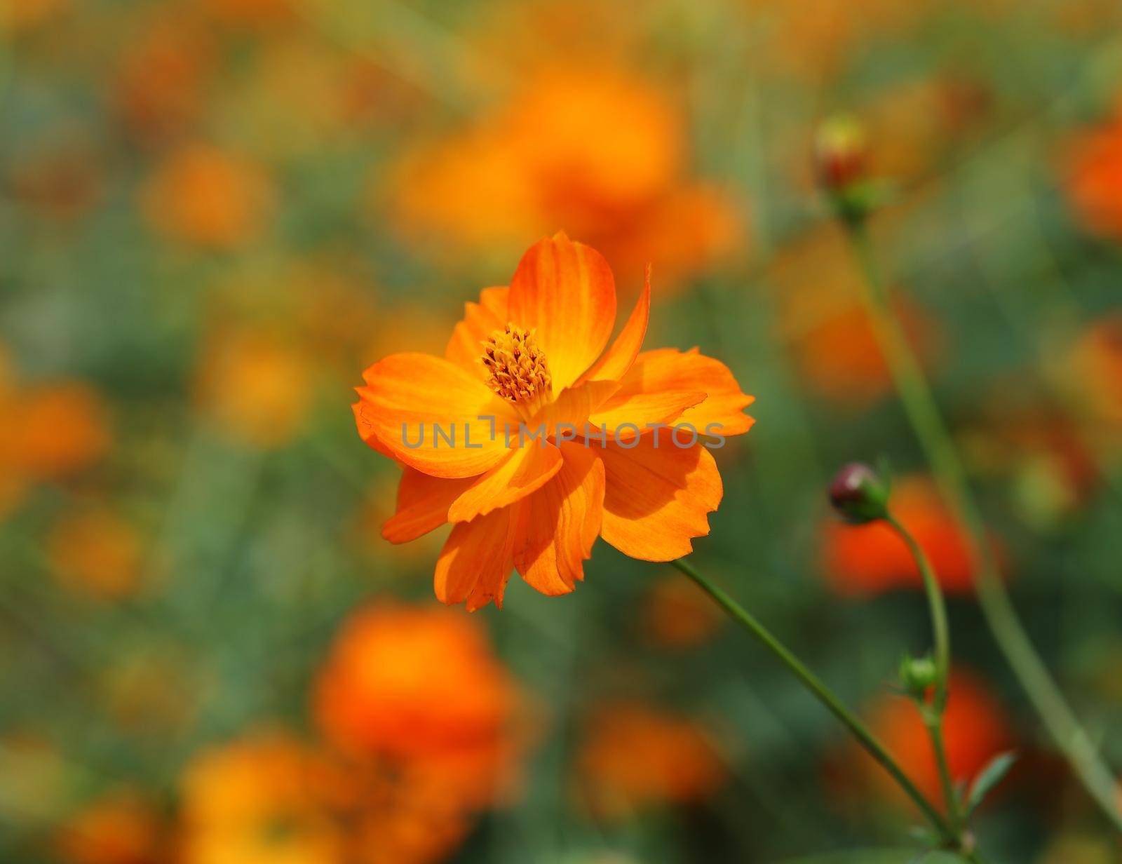 beautiful orange cosmos flower in the garden