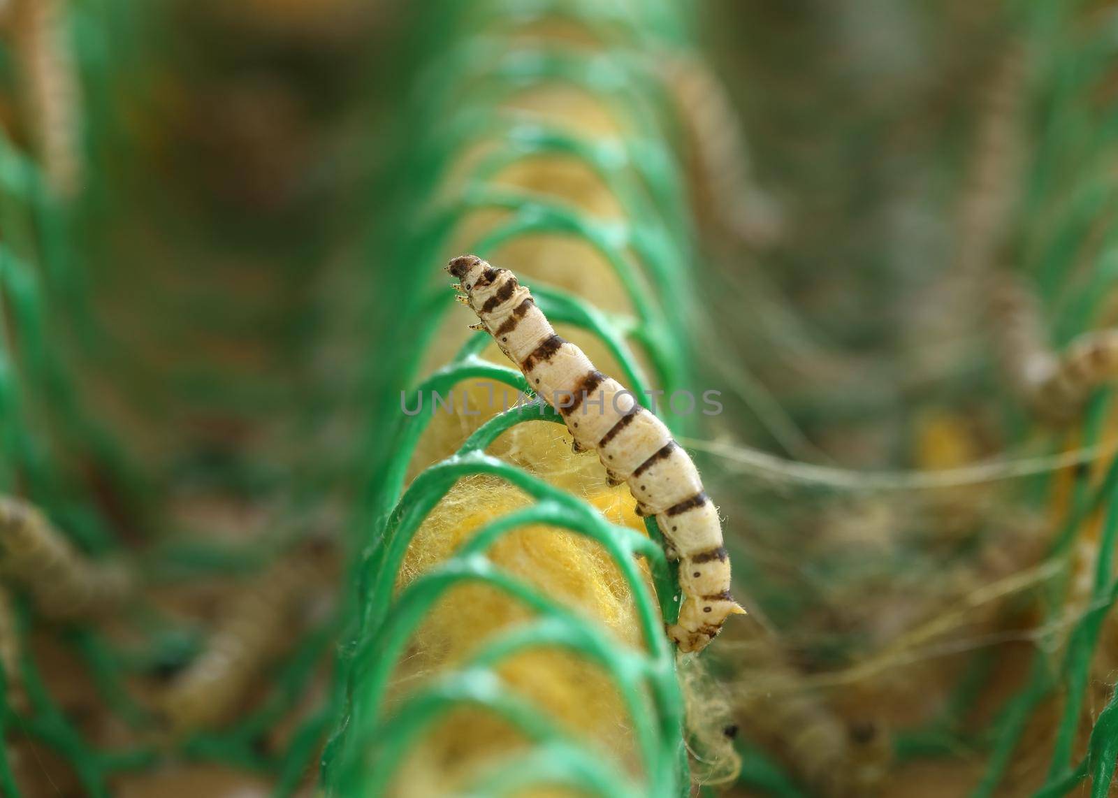 close up of silkworm in the farm