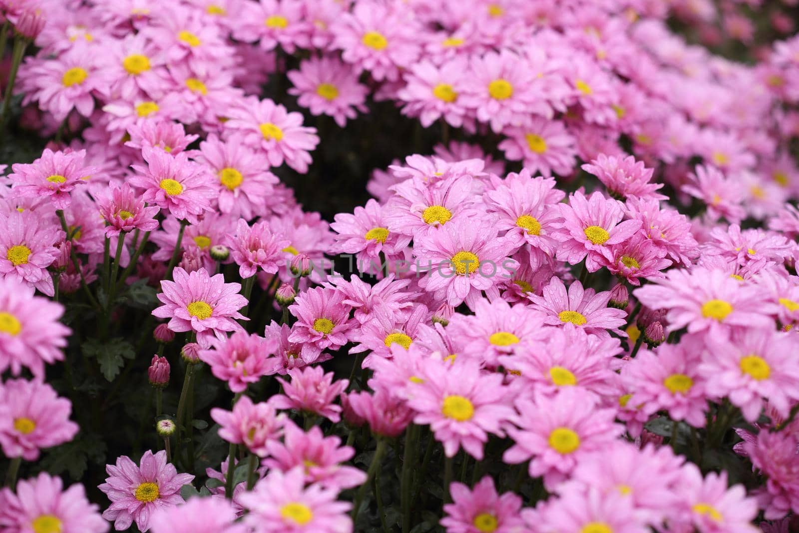 Chrysanthemum flower blooming in the garden by geargodz