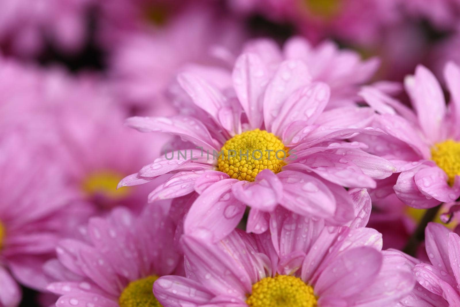 Chrysanthemum flower blooming in the garden by geargodz