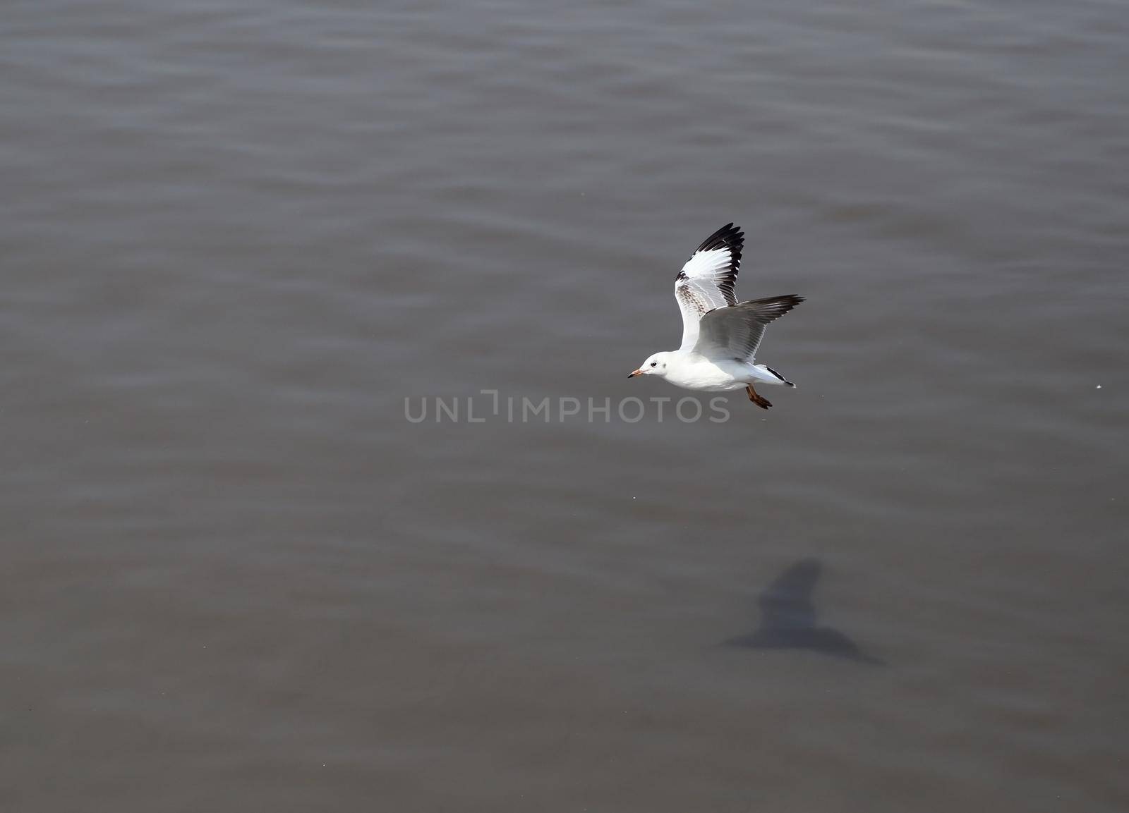 Seagull flying at Bang Pu beach, Thailand