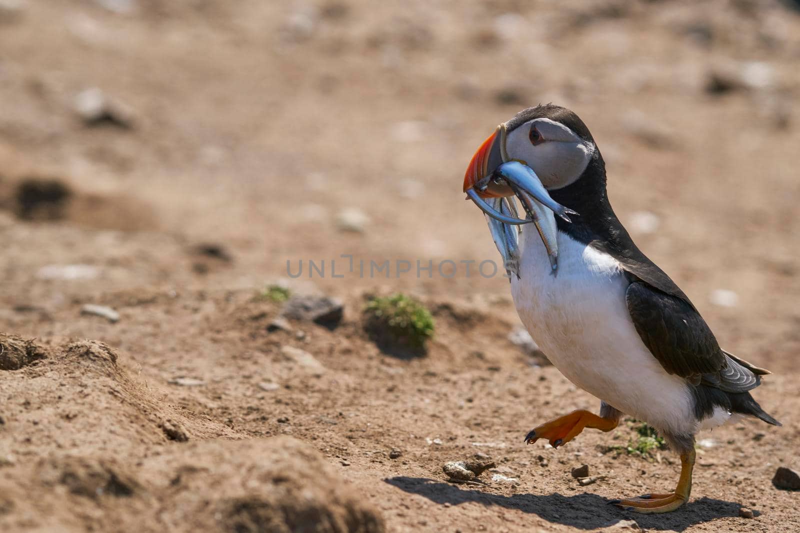 Puffin with fish in beak by JeremyRichards